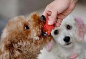 哪些食物对狗狗伤害是比较大的？给狗狗喂食这7种食物要谨慎，杀伤力很大