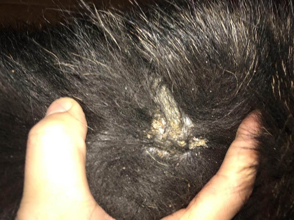 德国牧羊犬掉毛严重吗？德牧犬掉毛的原因有什么？