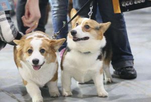 柯基犬一般寿命有多长？柯基犬进入老年期的时候，有什么样的征兆呢？
