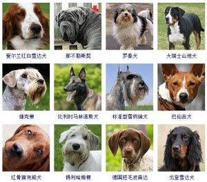 宠物狗品种图片大全，178个宠物狗品种大全