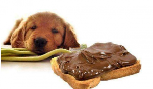 养狗须知：千万别给狗狗吃这八种食物