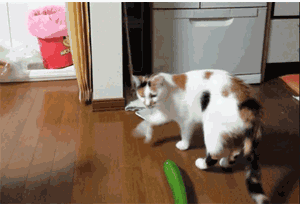 猫咪为什么怕黄瓜？用黄瓜吓猫咪会有后遗症吗？