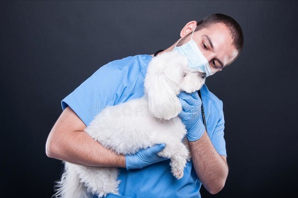 养比熊的注意事项？饲养比熊犬的注意什么？