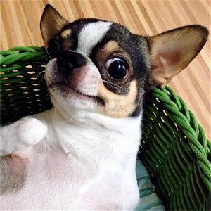 吉娃娃多少钱一只？吉娃娃市场价一般是多少？