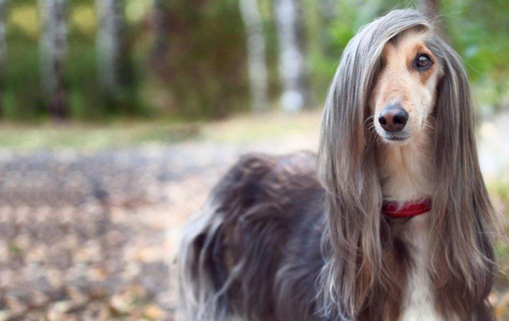 这12种著名的大型犬,知道5个以上,算你厉害有你想养的吗? 这12种著名的大型犬,知道5个以上,算你厉害有你想养的吗?