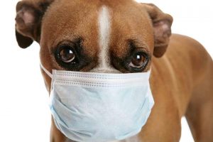 怎么预防狗狗感染冠状病毒？对狗狗有什么危害？幼犬的病症会更严重