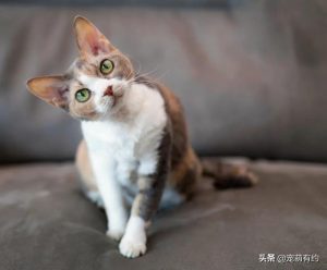 德文卷毛猫的由来
