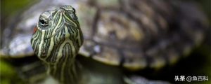 怎么正确的饲养巴西龟？巴西龟怎么养长得快？