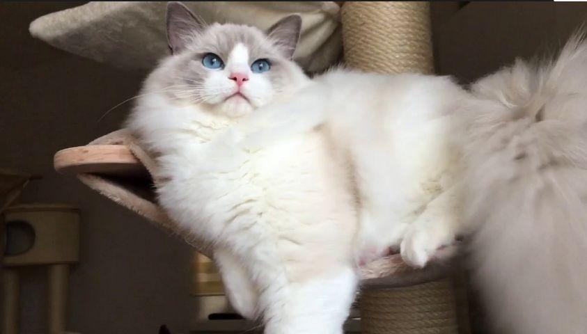 布偶猫跌破底价，为什么养的人却没有增加很多？你喜欢布偶猫吗？