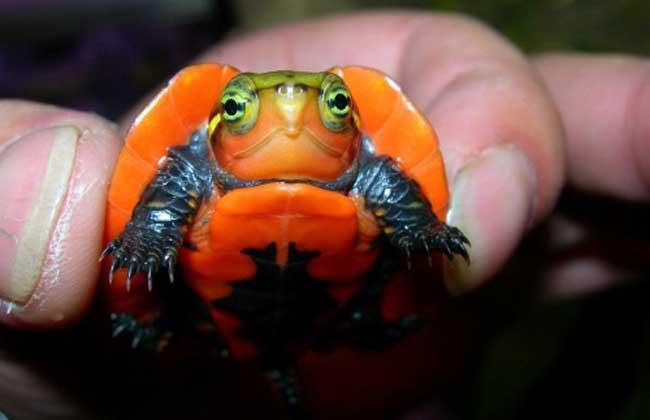 鹰嘴龟多少钱一只？你会分辨鹰嘴龟的雌雄吗？