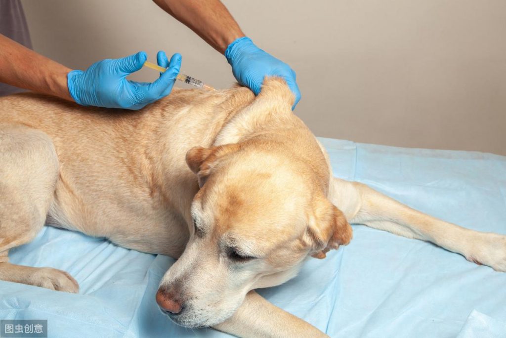 宠物医生：和宠物主人聊一聊犬瘟这种传染病，分享一些治疗药物