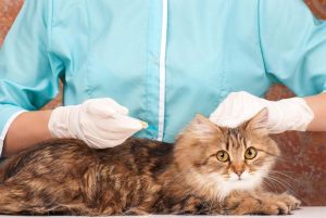 猫咪不建议打的疫苗，尤其是狂犬疫苗！