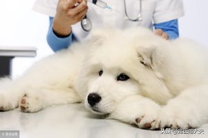 犬冠状病毒的类型有什么？感染犬冠状病毒的临床症状