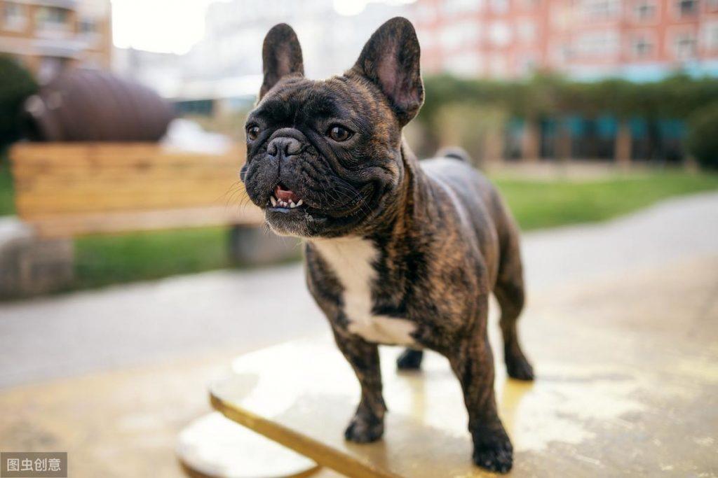 法国斗牛犬多少钱一只？影响其价格的因素有这7个