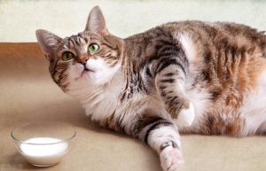 猫咪能喝羊奶粉吗？喝羊奶粉的注意事项