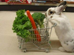 兔子吃什么？兔子真的爱吃胡萝卜吗？吃过量的胡萝卜，会让兔子拉肚子