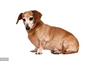 什么是钙？每天给狗狗吃几颗钙片就是补钙？要科学补钙