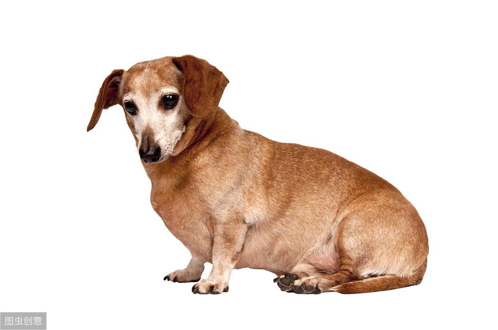 常见的需要补钙的狗狗，每天给狗狗吃几颗钙片就是补钙？