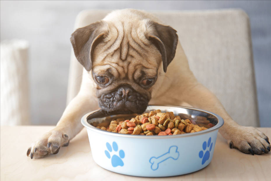 狗狗一天喂几次？这是喂食的重点在哪？