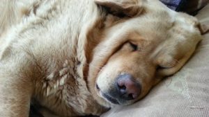 狗狗打鼾影响主人睡觉？该如何解决？狗狗打鼾的四个原因
