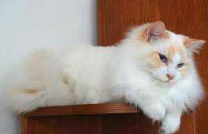 区分布偶猫的种类，基本看这3个方面就够了