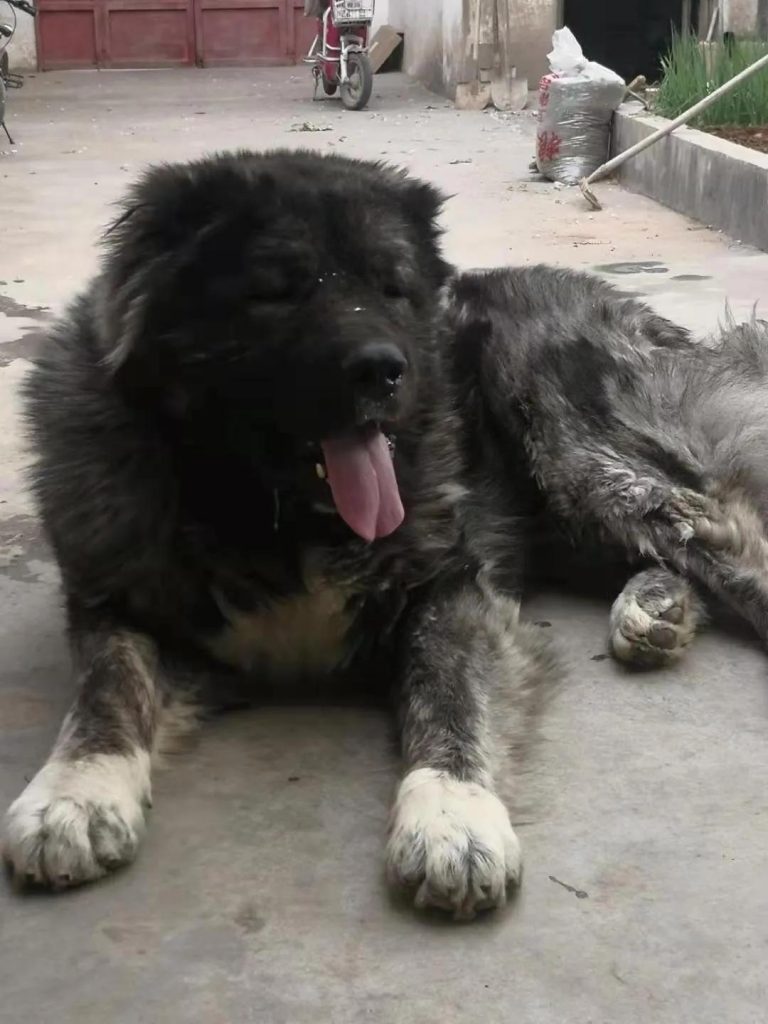 新手喂养高加索犬幼犬需要注意什么?高加索犬幼犬喂养指南 新手喂养高加索犬幼犬需要注意什么?高加索犬幼犬喂养指南