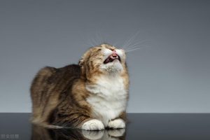 猫换牙期有什么现象？猫咪换牙的现象