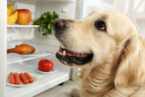 什么食物对狗狗的健康好？