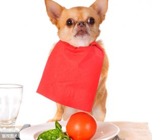 狗狗不能吃的食物有哪些？可吃和不可吃的清单