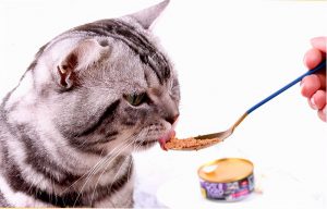 不能给猫咪吃的东西有什么？猫咪不可以吃什么？