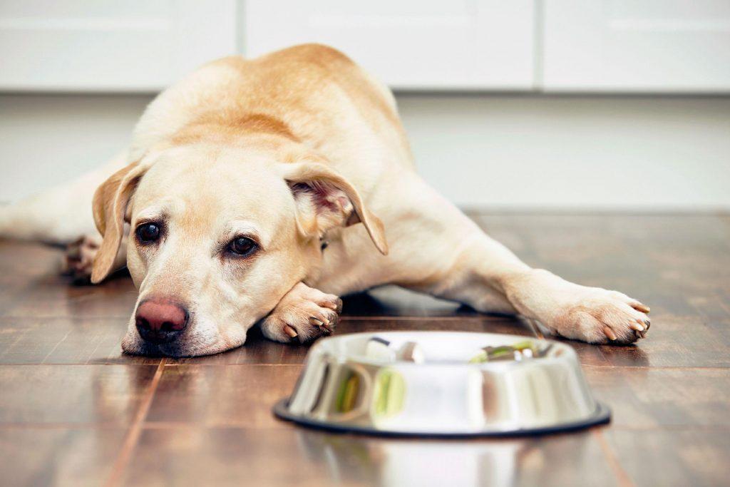 狗狗每天该吃多少？如何判断狗狗是否吃饱？