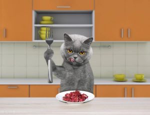 猫能吃羊肉吗？猫吃羊肉的注意事项