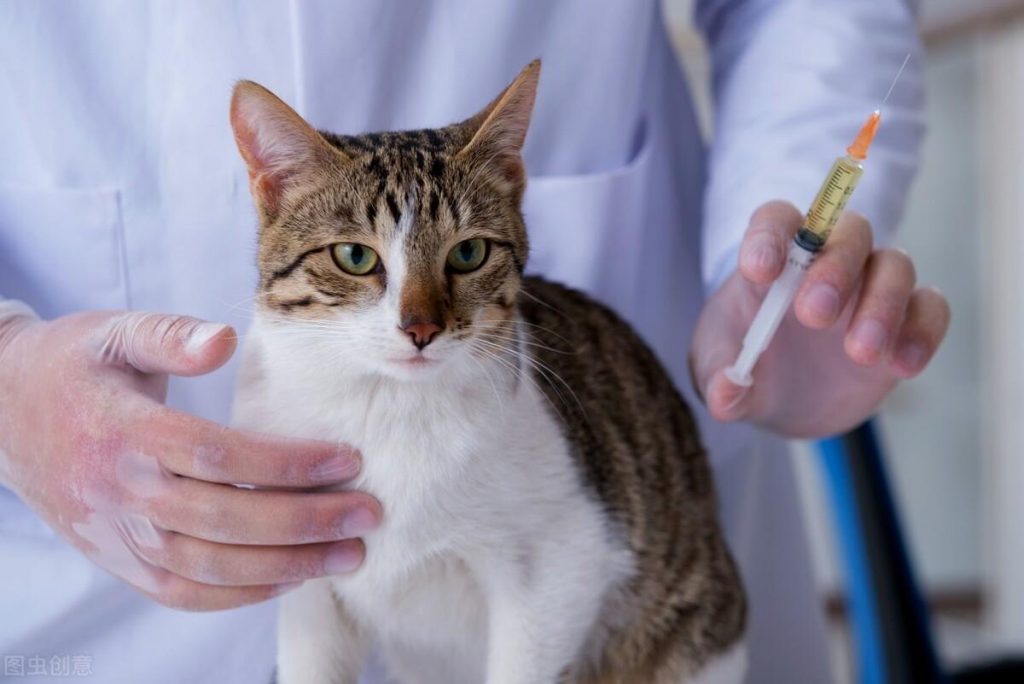 如何给猫打针及常用的猫疫苗介绍,打针的正确方法 如何给猫打针及常用的猫疫苗介绍,打针的正确方法