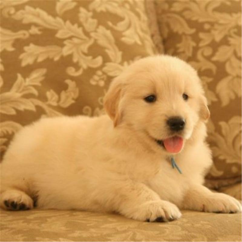 金毛价格是多少？金毛犬的价格根据什么而决定？