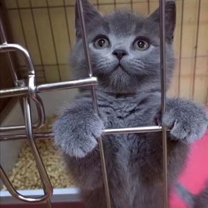 英短蓝猫的缺点有什么？