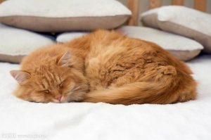 猫咪每天需要睡多少个小时？为什么猫咪的睡眠时间如此长？