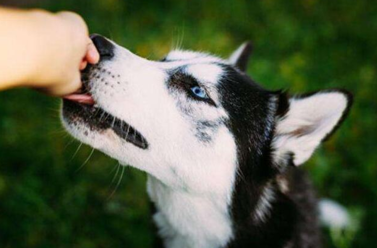 狗狗嘴巴有口臭怎么办？如何帮助狗狗解决口臭问题