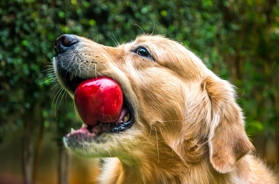 狗狗不能吃人的几种食物？别让你的好心伤害它们