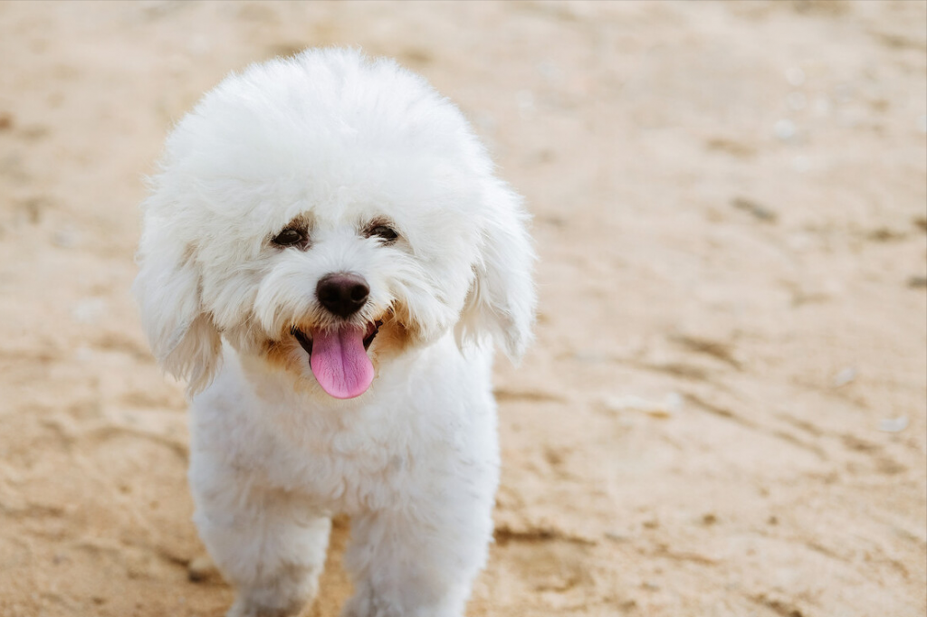 比熊犬的标准体重是多少斤，你清楚吗？