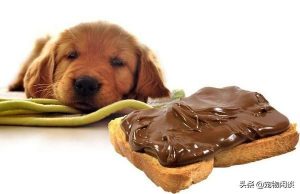 一颗巧克力最快六十分钟就能使狗狗失去生命，原因是什么？