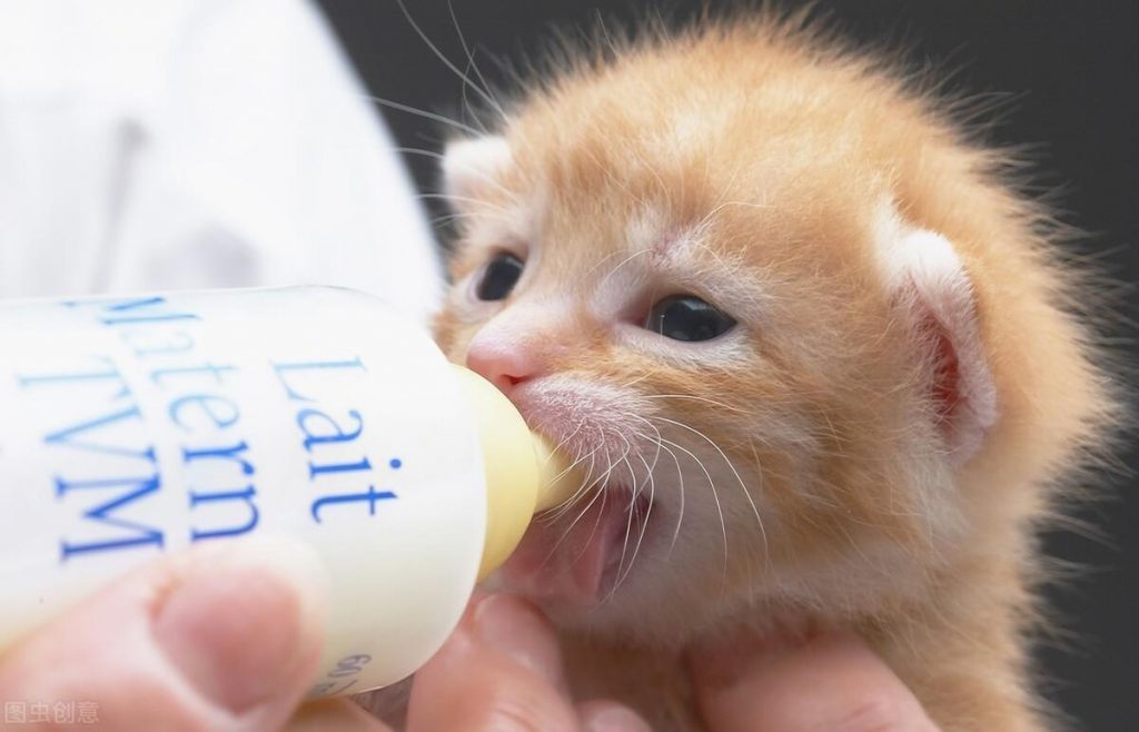 如何给猫打针及常用的猫疫苗介绍，打针的正确方法