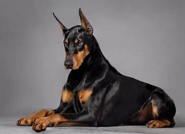 这12种著名的大型犬,知道5个以上,算你厉害有你想养的吗? 这12种著名的大型犬,知道5个以上,算你厉害有你想养的吗?