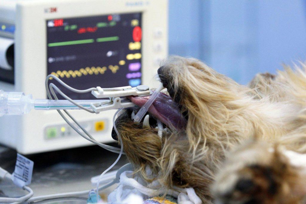 狗狗的正常体温、心跳和呼吸是多少？了解指标一起守护狗狗健康