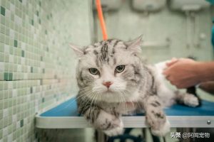 猫咪洗澡会紧张吗？如何自己在家给猫咪洗澡？三步骤消除它们的紧张