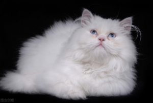 大多纯白的猫咪会很少见，纯白猫咪有什么品种？纯白猫咪品种介绍
