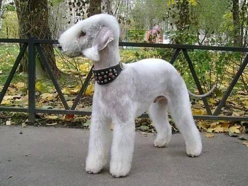 “贝灵顿梗”到底是何方狗狗？贝灵顿梗犬有何“吸引人”之处？