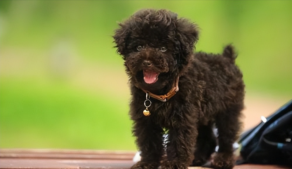 贵宾犬多少钱一只？贵宾犬的性格好吗？