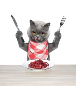 猫能吃羊肉吗？猫吃羊肉的注意事项