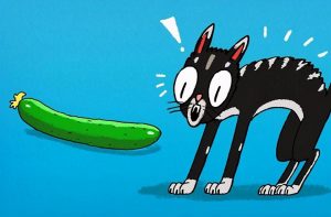 为什么猫咪会害怕黄瓜？猫咪怕黄瓜的几大原因
