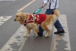 导盲犬主要有三种品种，大多是拉布拉多跟金毛